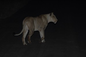 lioness in gir