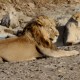 Lion and lioness in Gir Forest Click to see full picture